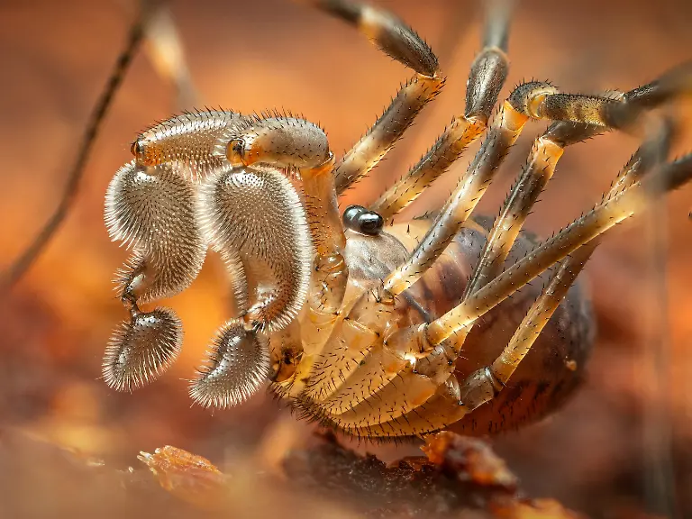 Finalist-Arachnids-Pumpkin Spice-Justin Chan-CUPOTY 7-WEB